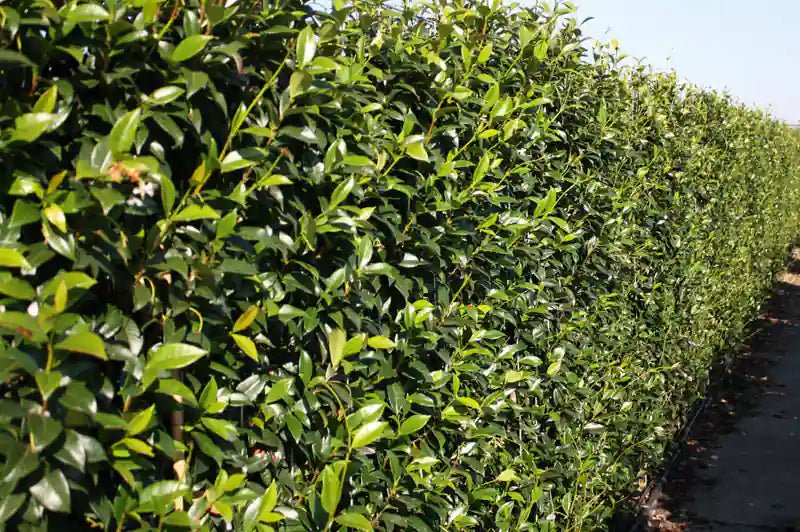 Trachelospermum jasminoides Heckenpflanze, 160-180cm, fertig für die Hecke, schnell wachsend, immergrün, von QuickHedge