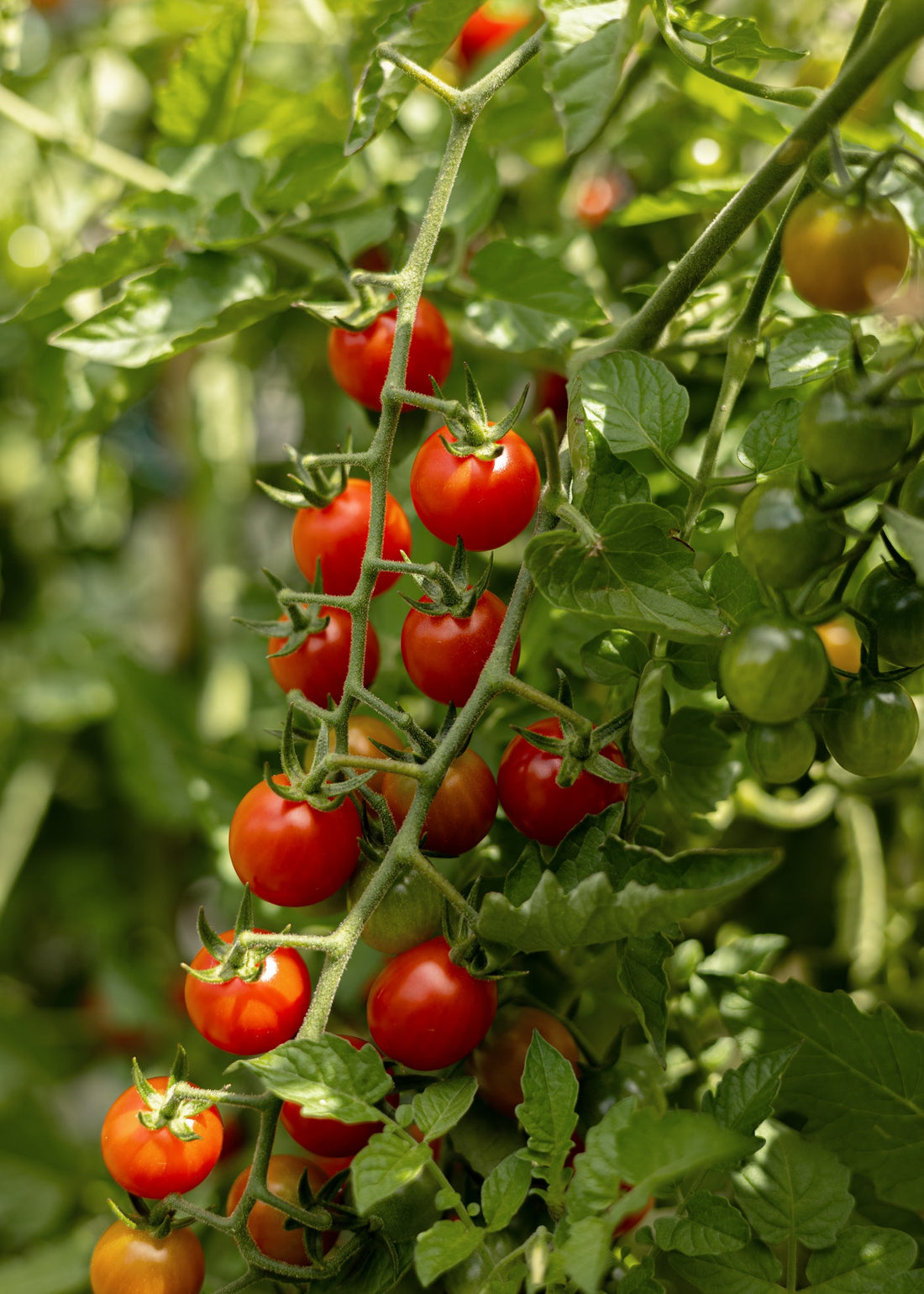 Wildtomate - Tomatensamen - Historische Sorte