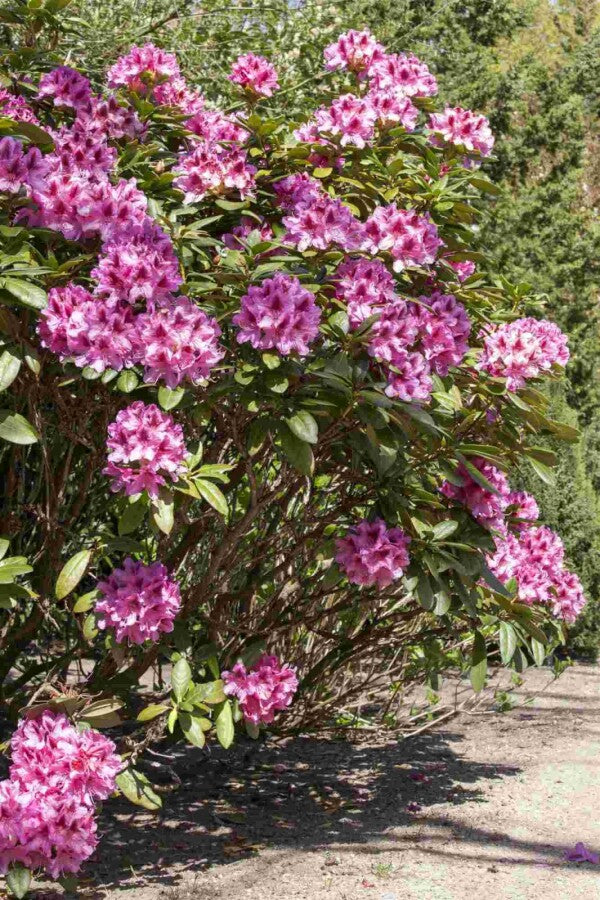 Rhododendron &