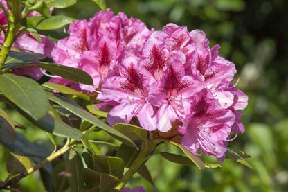 Rhododendron &