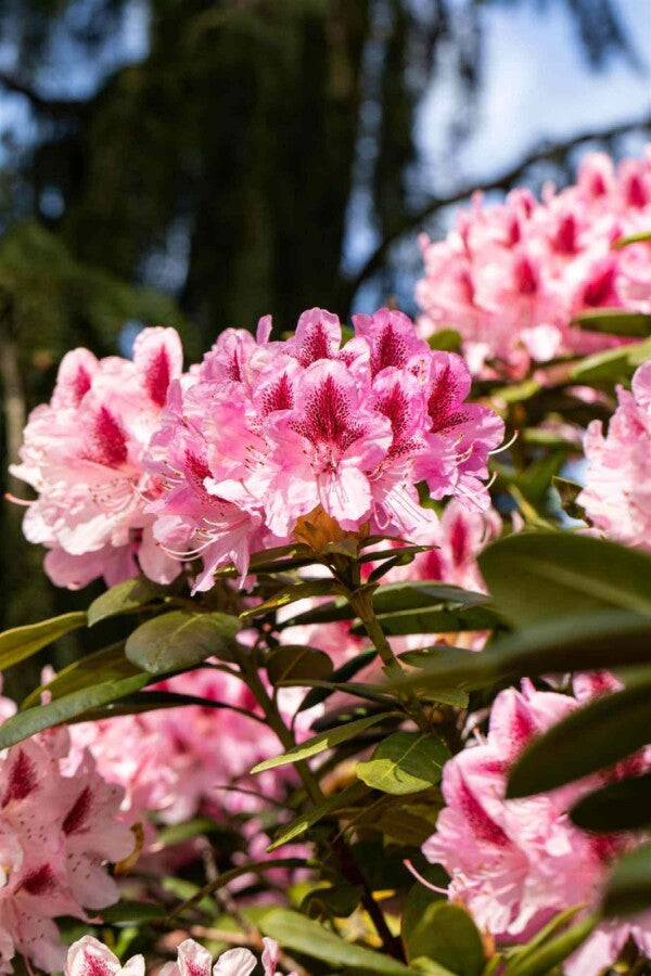 Rhododendron &