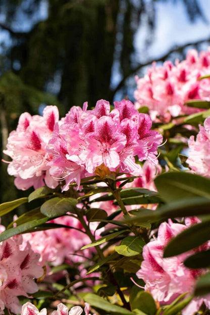 Rhododendron &