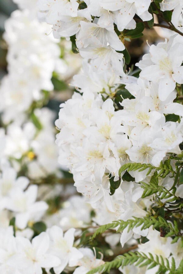Rhododendron &
