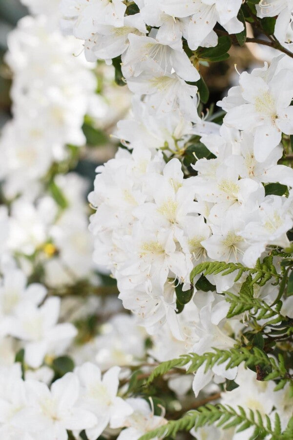 Rhododendron &