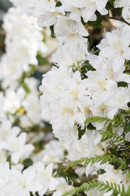 Rhododendron &