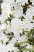 Rhododendron &