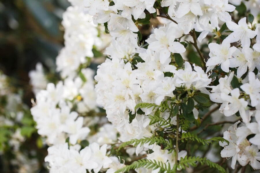 Rhododendron &