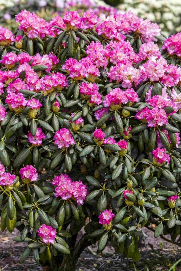 Rhododendron &