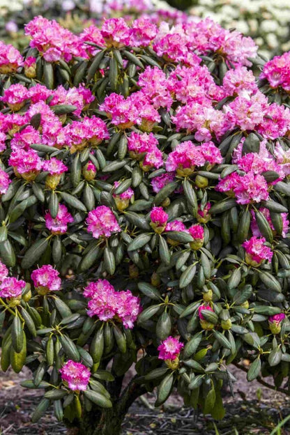 Rhododendron &