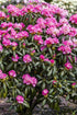 Rhododendron &