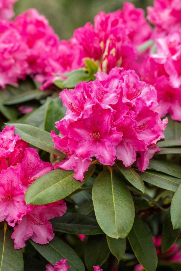 Rhododendron &