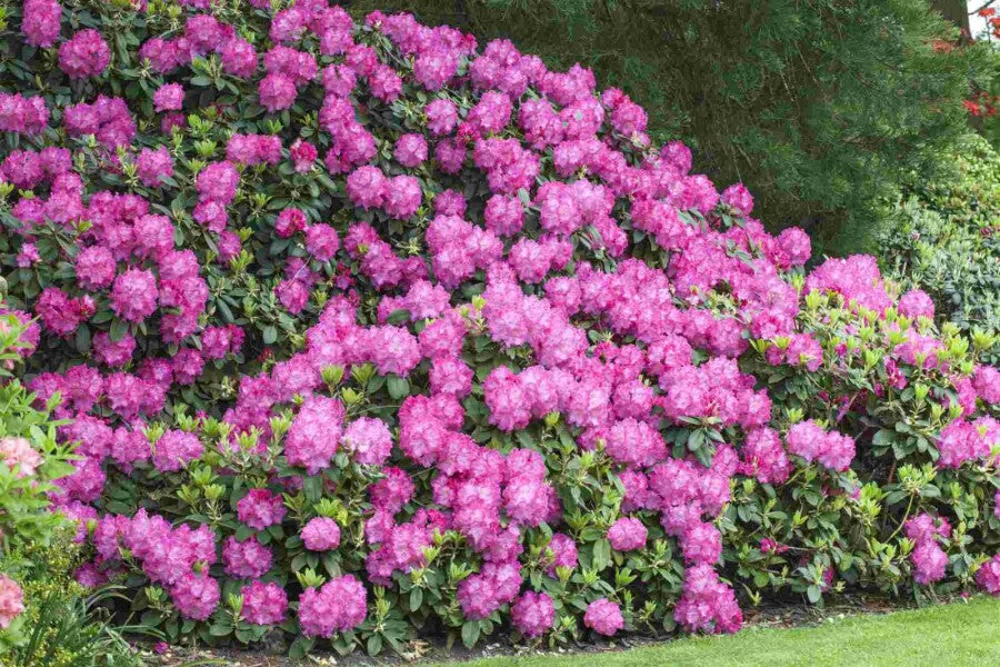 Rhododendron &