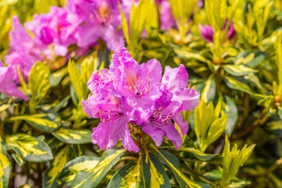 Rhododendron &