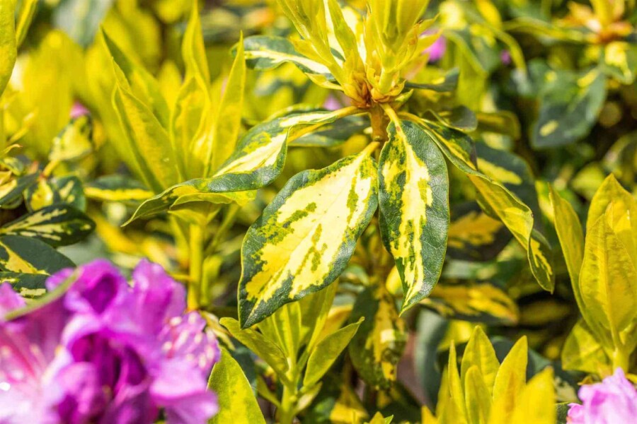 Rhododendron &