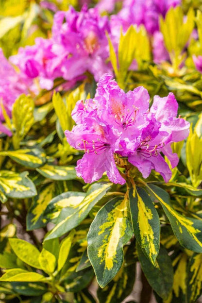Rhododendron &