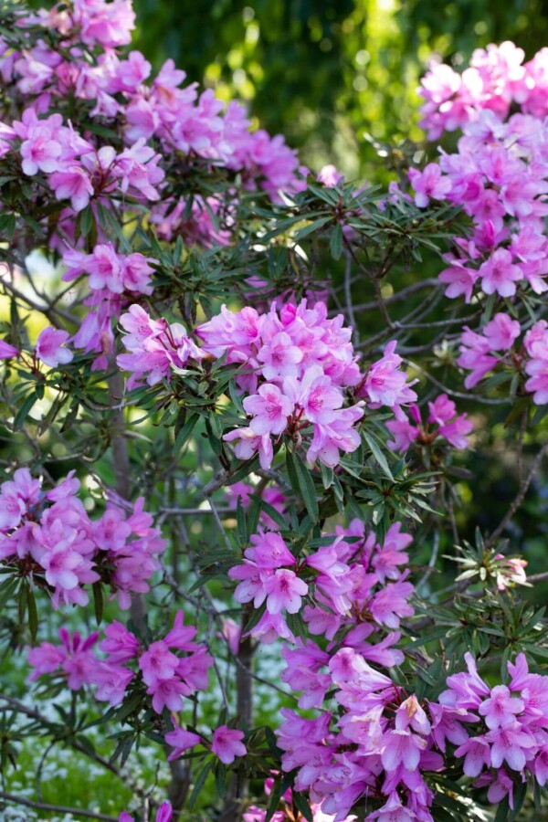Rhododendron &
