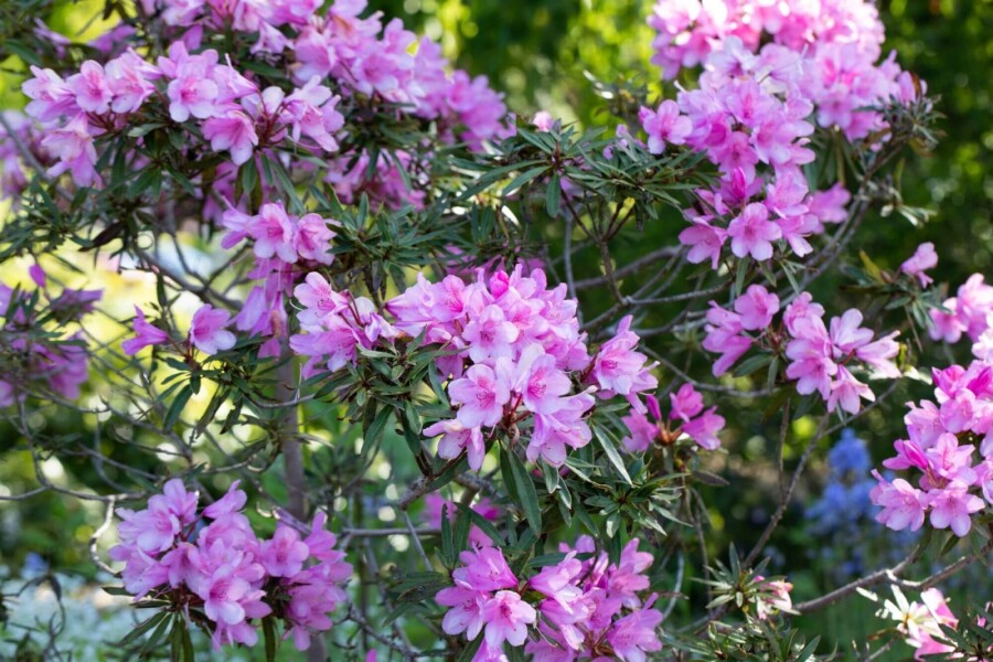 Rhododendron &