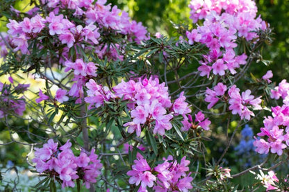 Rhododendron &