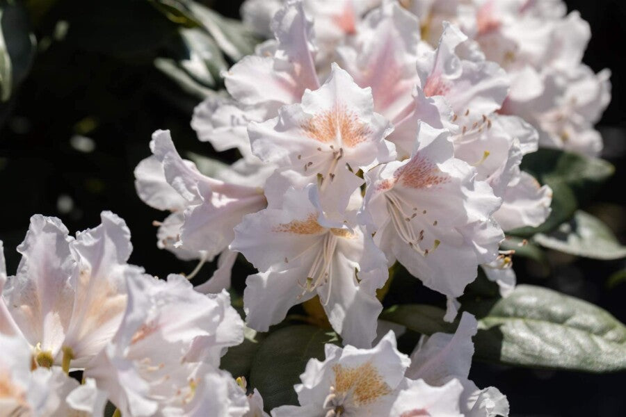 Rhododendron &