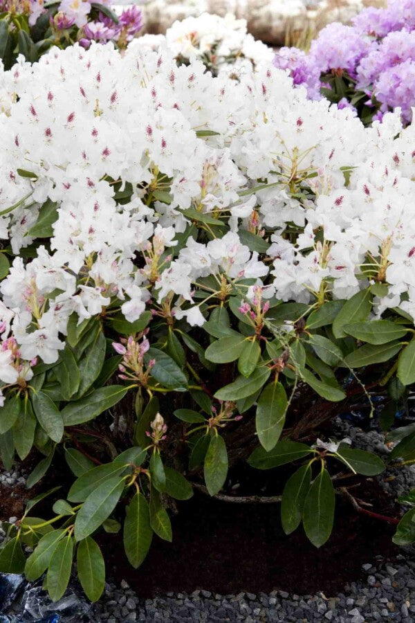 Rhododendron &