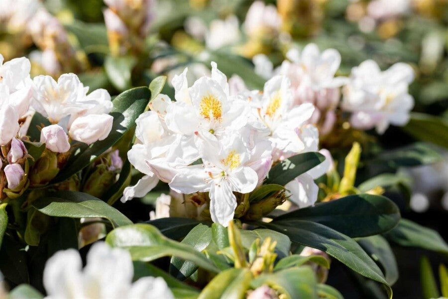 Rhododendron &
