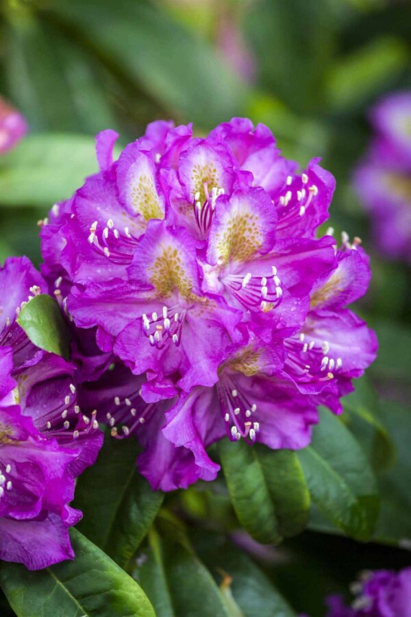 Rhododendron &