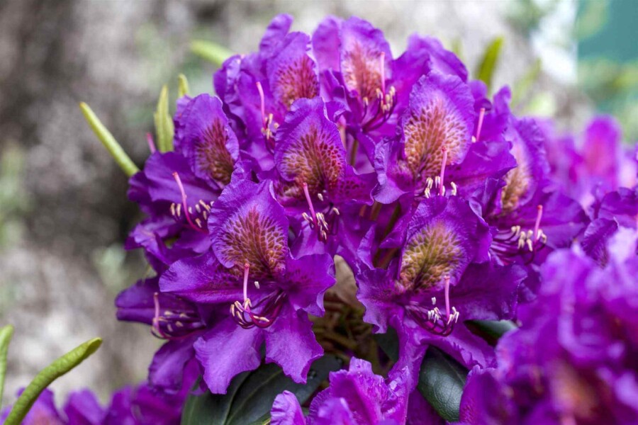 Rhododendron &
