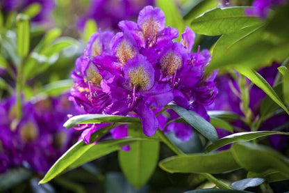 Rhododendron &