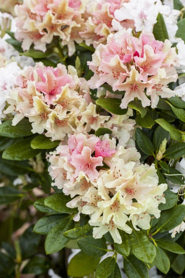 Rhododendron &