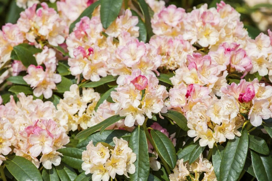 Rhododendron &