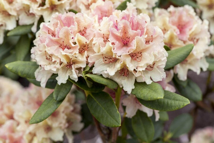 Rhododendron &