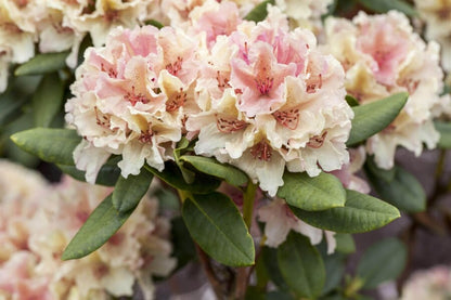 Rhododendron &