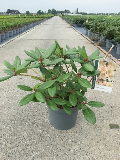 Rhododendron &