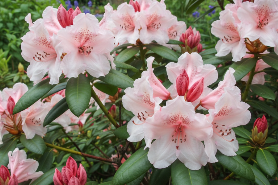 Rhododendron &