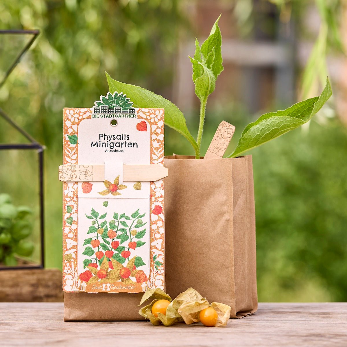 Anzuchtset – Minigarten BIO-Physalis - Wurzelwerk Design
