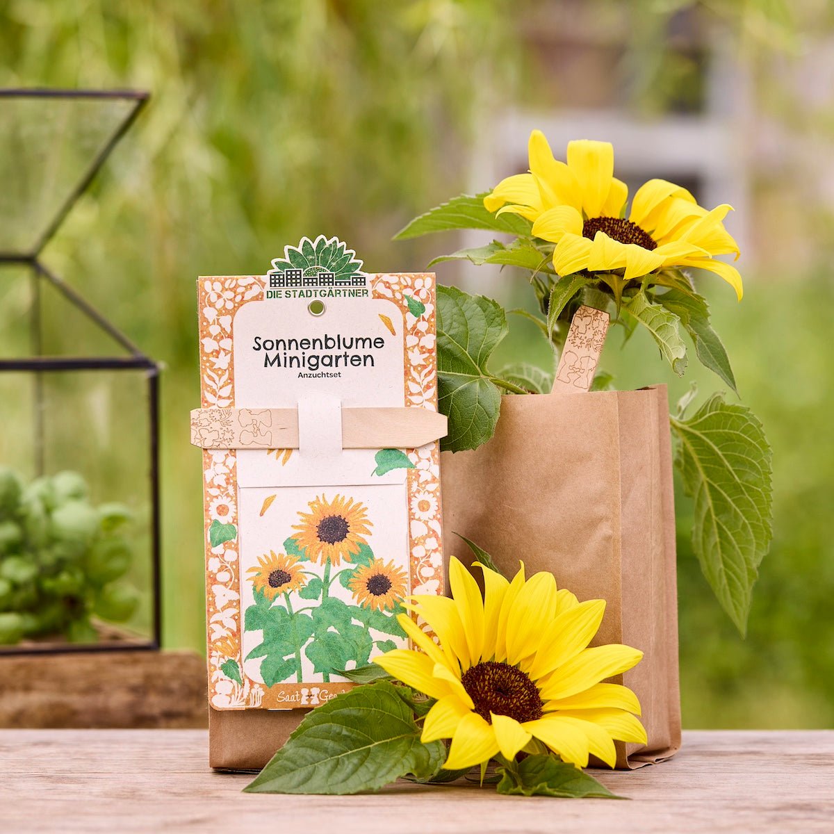 Anzuchtset – Minigarten BIO-Sonnenblume - Wurzelwerk Design