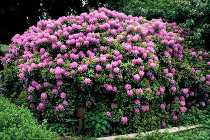 Rhododendron &