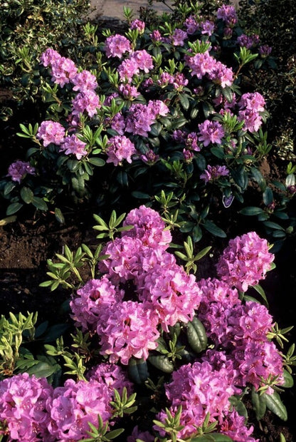 Rhododendron &