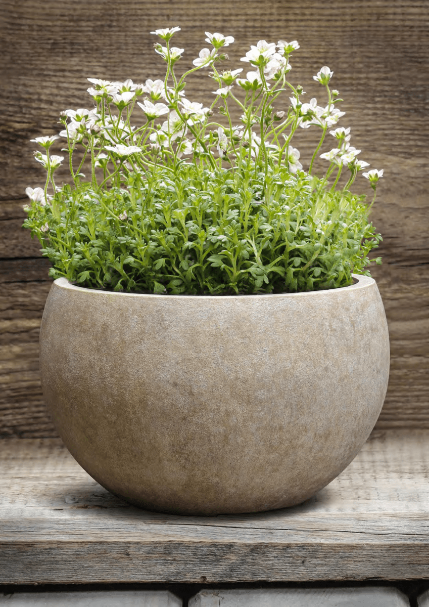 Pflanzschale Bowl – Eschbach Antique mit antiker Patina - Wurzelwerk Design