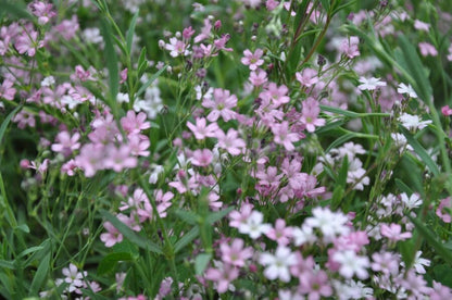 Garten-Schleierkraut &