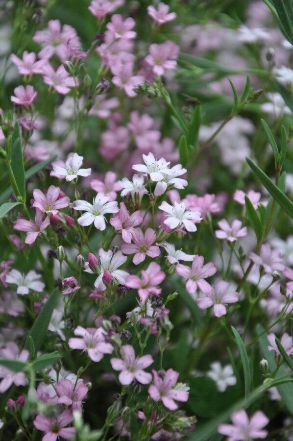 Garten-Schleierkraut &