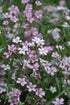 Garten-Schleierkraut &