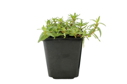 Garten-Schleierkraut &