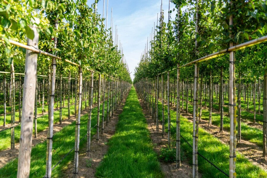 Kornelkirsche (Cornus mas) Hochstamm – Wurzelwerk Design