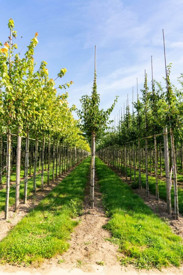 Kornelkirsche (Cornus mas) Hochstamm – Wurzelwerk Design