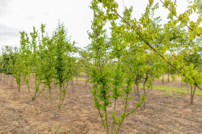 Kornelkirsche (Cornus mas) Mehrstämmig – Wurzelwerk Design