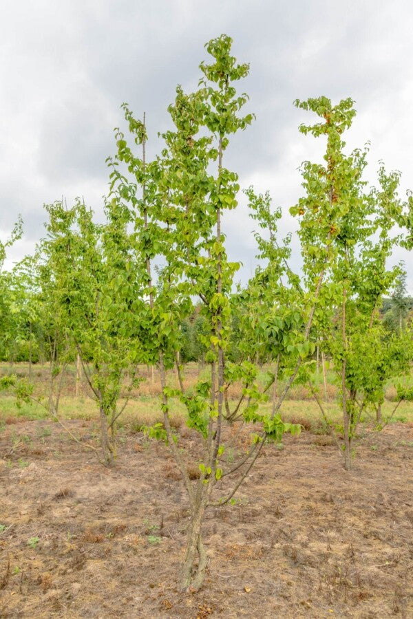 Kornelkirsche (Cornus mas) Mehrstämmig – Wurzelwerk Design