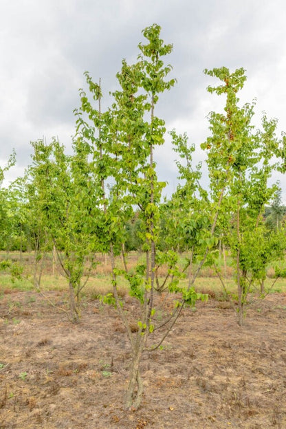 Kornelkirsche (Cornus mas) Mehrstämmig – Wurzelwerk Design