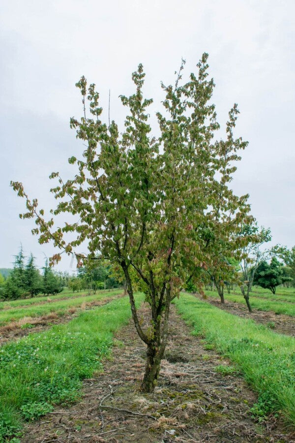 Kornelkirsche (Cornus mas) Mehrstämmig – Wurzelwerk Design