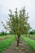 Kornelkirsche (Cornus mas) Mehrstämmig – Wurzelwerk Design